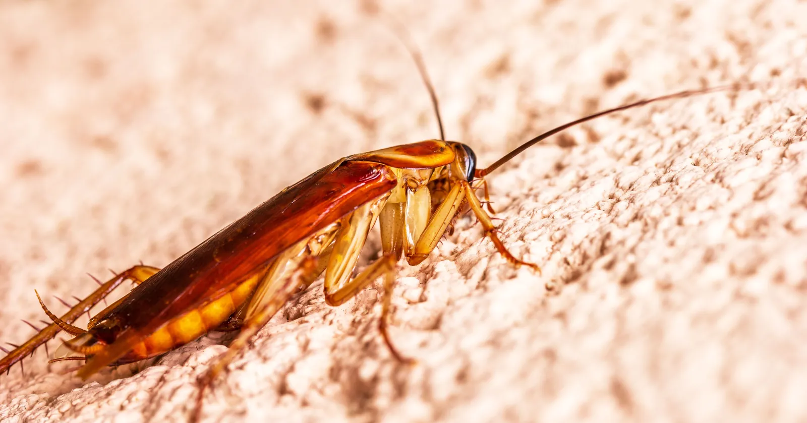 American cockroach up close, a common pest in Chiang Mai homes