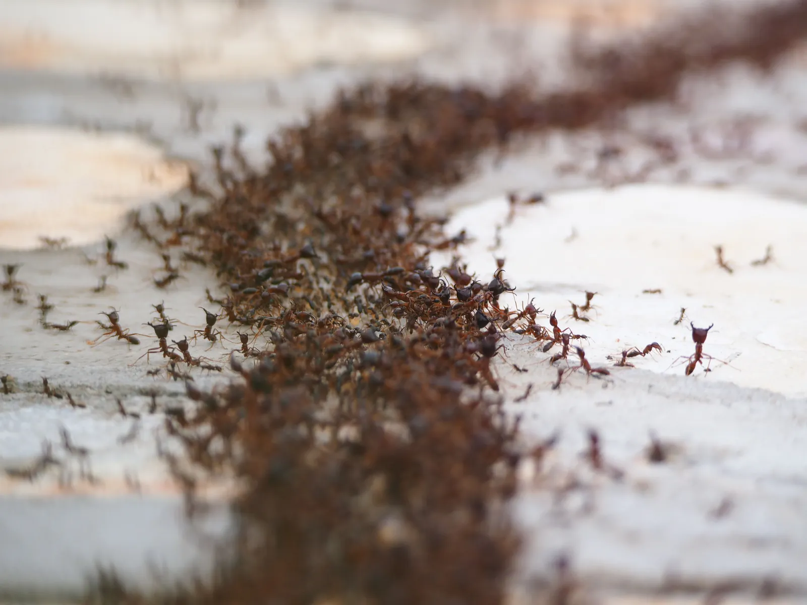 Ant trail swarming across a surface in a Chiang Mai home