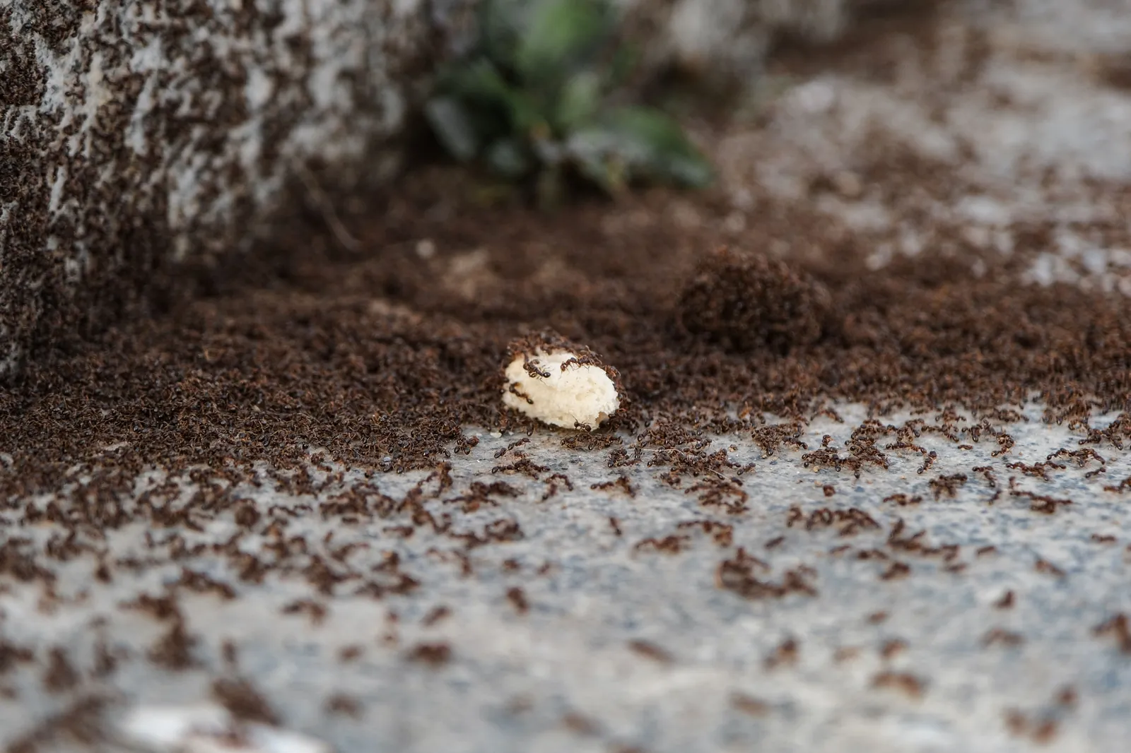Ant colony carrying food along a trail in Chiang Mai