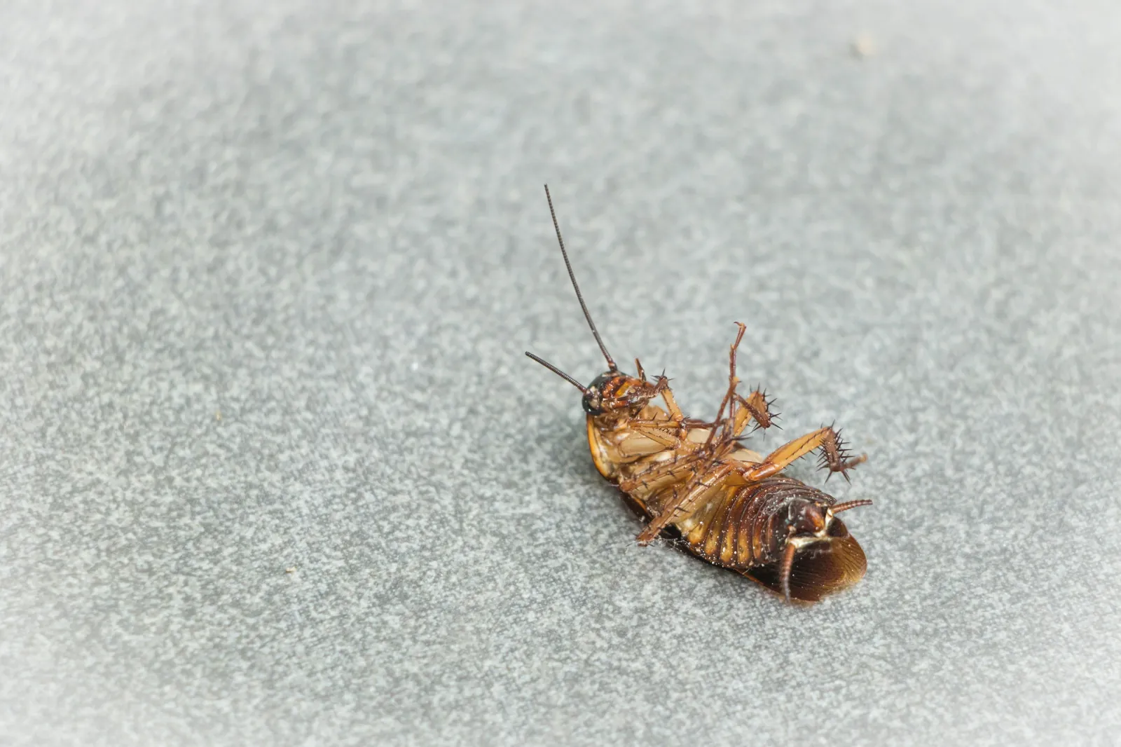 Dead cockroach on the floor after pest control treatment