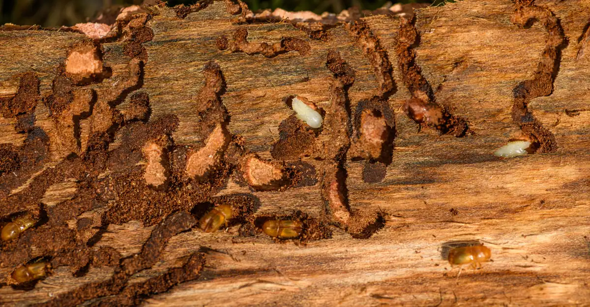 Termite tunnel damage inside a piece of wood